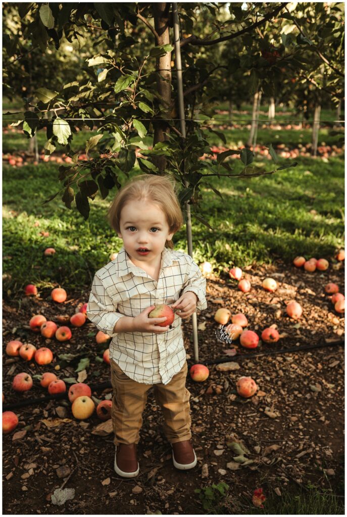 Child holding apple in orchard during outdoor family photo session.