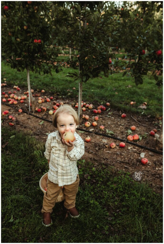 Child holding an apple in an orchard setting.