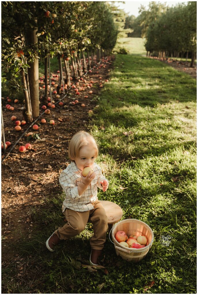 Child enjoying apple picking in an orchard during outdoor family photo session.