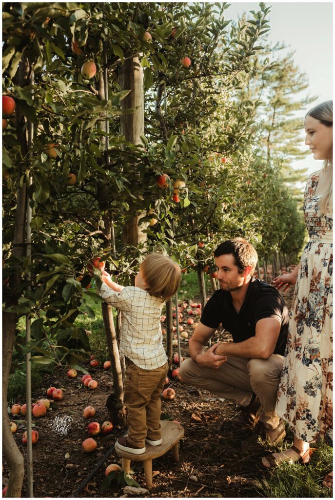 Family enjoying apple picking in an orchard during outdoor photo session.