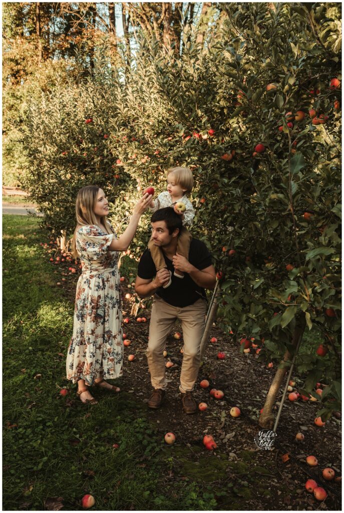 Apple picking family enjoying a sunny day among apple trees.